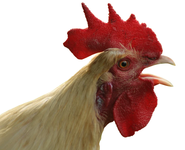 a close up of a rooster's head on a black background, a digital rendering, shutterstock, photorealism, hd —h 1024, white muzzle and underside, 3/4 view realistic, red faced