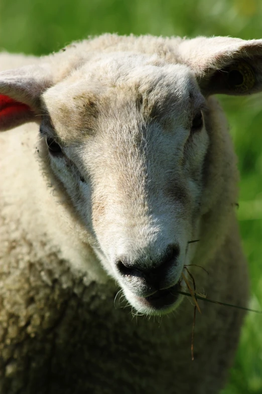 a sheep standing on top of a lush green field, flickr, extreme close up face shot, with a straw, face photo, shaded