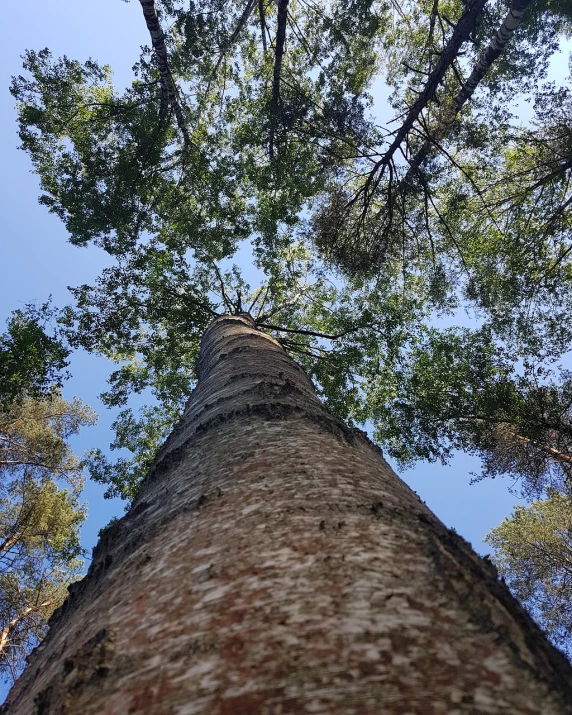 a tall tree in the middle of a forest, hurufiyya, looking up perspective, 8 feet from the camera, birch, tawa trees