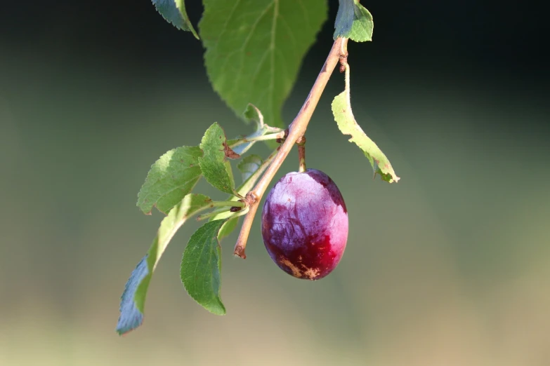 a close up of a plum on a tree branch, by Robert Brackman, flickr, on flickr in 2007, willow plant, summer morning, large cornicione