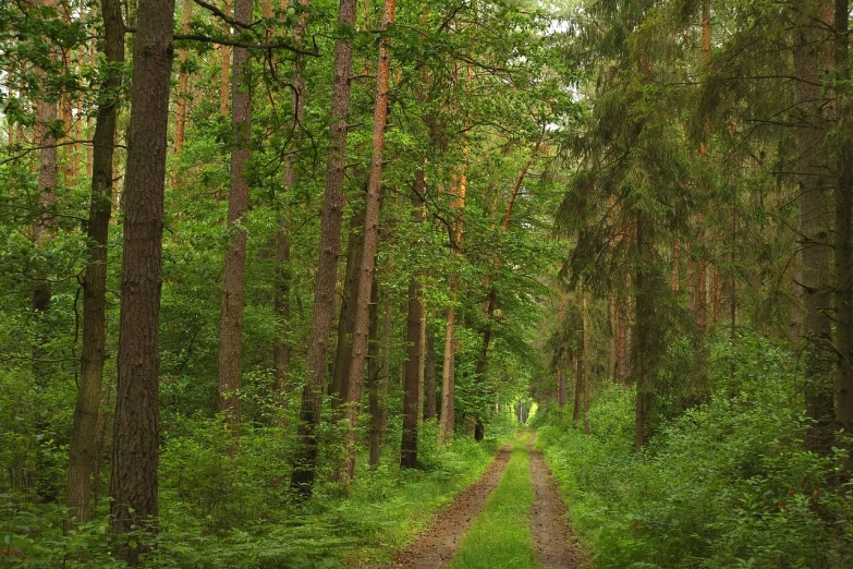 a dirt road in the middle of a forest, a photo, inspired by Ivan Shishkin, in empty!!!! legnica, in gentle green dawn light, today's featured photograph, trees and pines everywhere