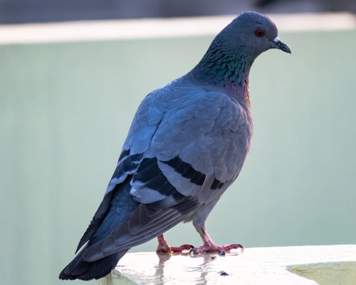 a close up of a pigeon on a ledge, a portrait, shutterstock, full body shot close up, smooth blue skin, 2 0 2 2 photo, back lit