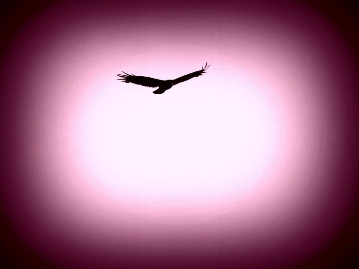 a bird that is flying in the sky, minimalism, dramatic pink light, vultures, very sharp photo