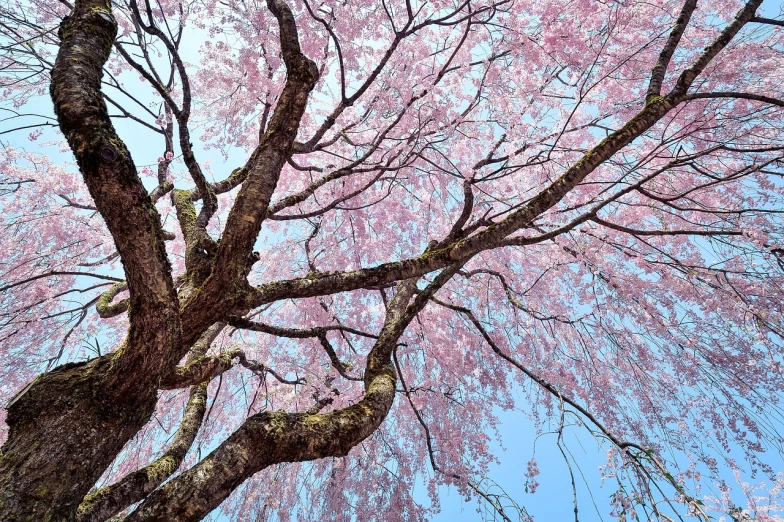 a tree with pink flowers against a blue sky, a picture, by Kanō Tan'yū, red woods canopy love, flowing tendrils, highly detail wide angle photo, falling cherry blossom pedals