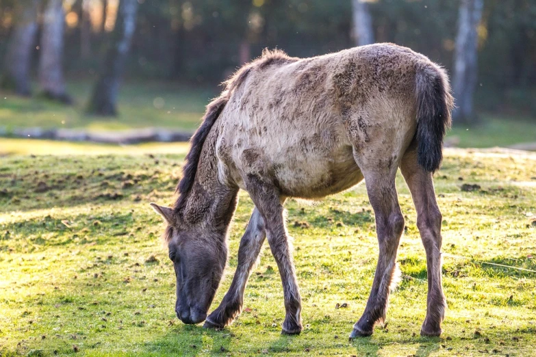 a brown horse standing on top of a lush green field, a picture, by Jan Tengnagel, shutterstock, deer in sherwood forest, winter sun, eating, donkey