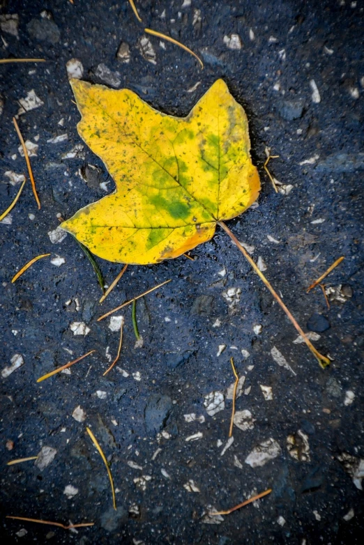 a yellow leaf is laying on the ground, inspired by Andy Goldsworthy, 2 4 mm iso 8 0 0 color, some of the blacktop is showing, menacing!, splash of color
