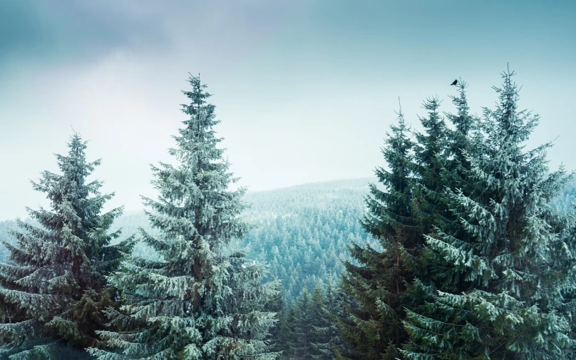 a couple of trees that are standing in the snow, inspired by Friedrich Gauermann, pexels, lush forest in valley below, hd phone wallpaper, birds and trees, teal landscape