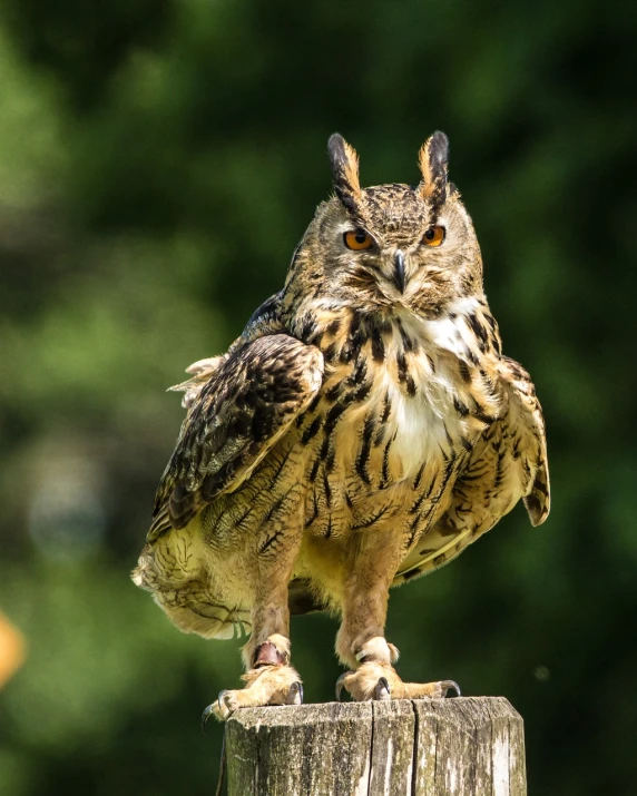 an owl sitting on top of a wooden post, a portrait, by Edward Corbett, pexels, hurufiyya, in a fighting stance, on a pedestal, ruffled wings, shady