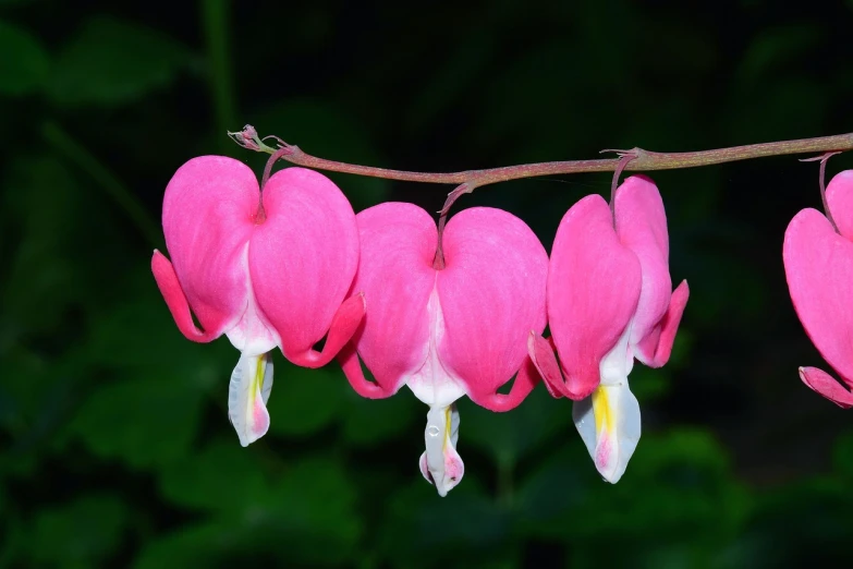 a bunch of pink flowers hanging from a branch, a macro photograph, by Betty Churcher, several hearts, 4k high res, perfect symmetry, flowers with very long petals