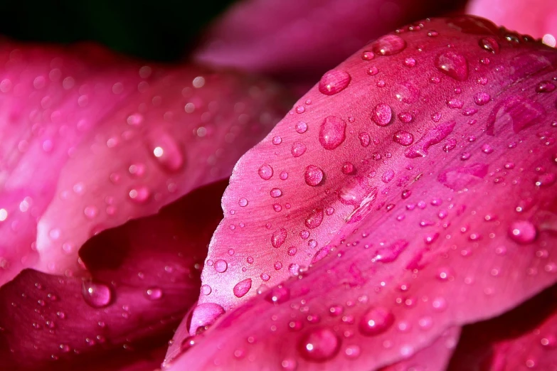 a close up of a pink flower with water droplets, a macro photograph, romanticism, lily petals, rain red color bleed, accurate detail, fuchsia skin beneath the armor