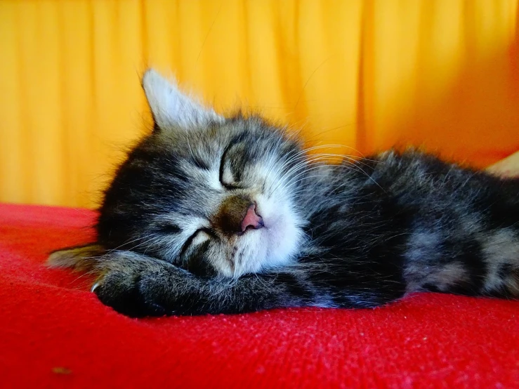 a small kitten laying on top of a red blanket, a photo, by Anna Haifisch, shutterstock, sweet dreams, cute colorful adorable, [ realistic photo ]!!, with closed eyes