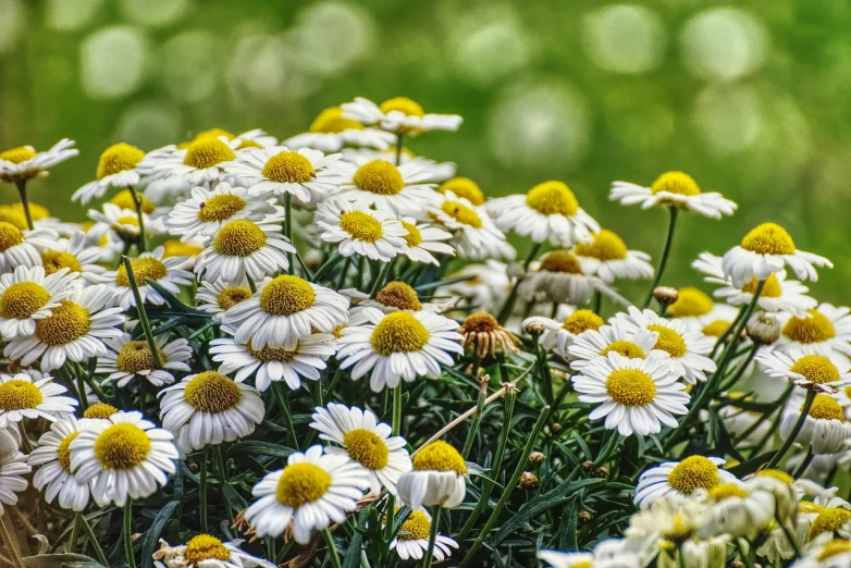 a bunch of white and yellow flowers in a field, a picture, by Hans Schwarz, trending on pixabay, photorealism, chamomile, hdr photo, 1 6 x 1 6, 4 5 mm bokeh