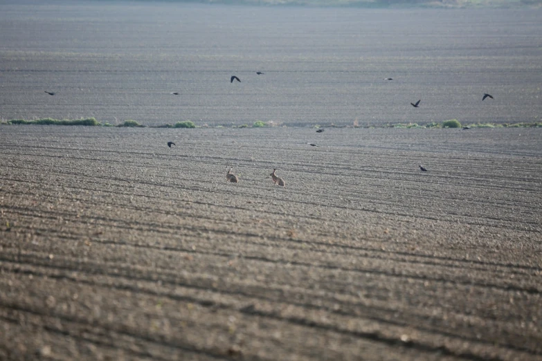 a group of birds flying over a plowed field, by Jan Tengnagel, land art, telephoto shot, rabbits, sea ground, high res photo