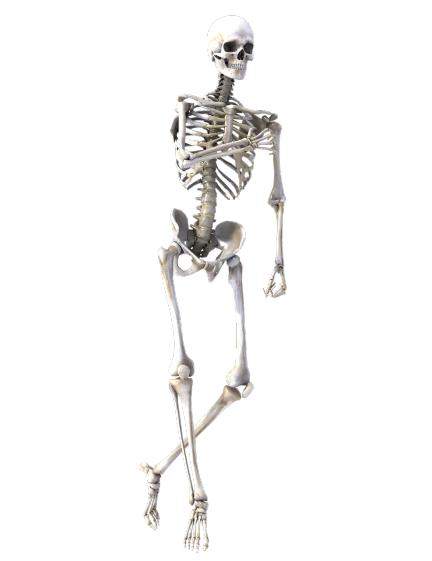 a skeleton standing in front of a black background, a digital rendering, massurrealism, octane render h 1024, full entire body fun pose, fbx, 240p