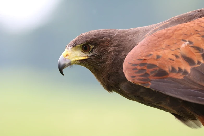 a close up of a bird of prey, a portrait, shutterstock, profile perspective, red bird, taken on a field view camera, backpfeifengesicht