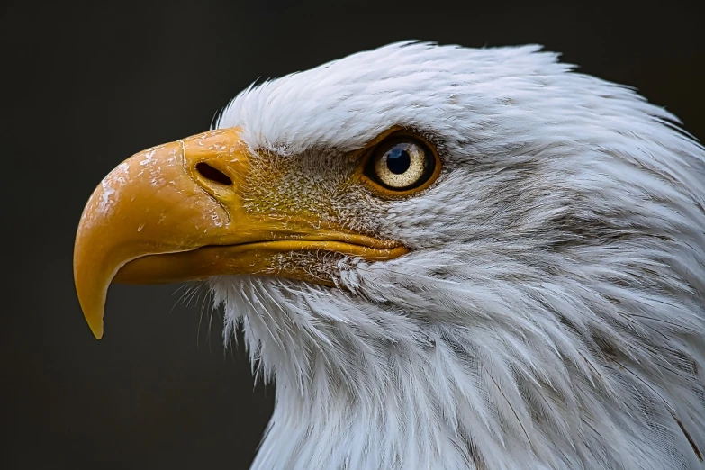 a close up of a bald eagle's head, by Jan Rustem, pixabay, photorealism, albino, shot with canon 5 d mark ii, different closeup view, female looking