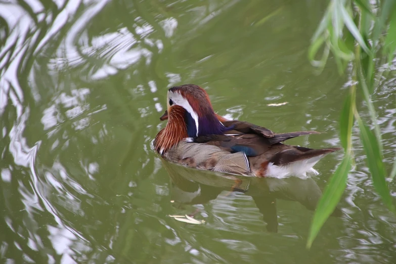 a duck floating on top of a body of water, a picture, by Jan Rustem, flickr, sōsaku hanga, animals mating, spaghettification, picture taken in zoo, jin shan