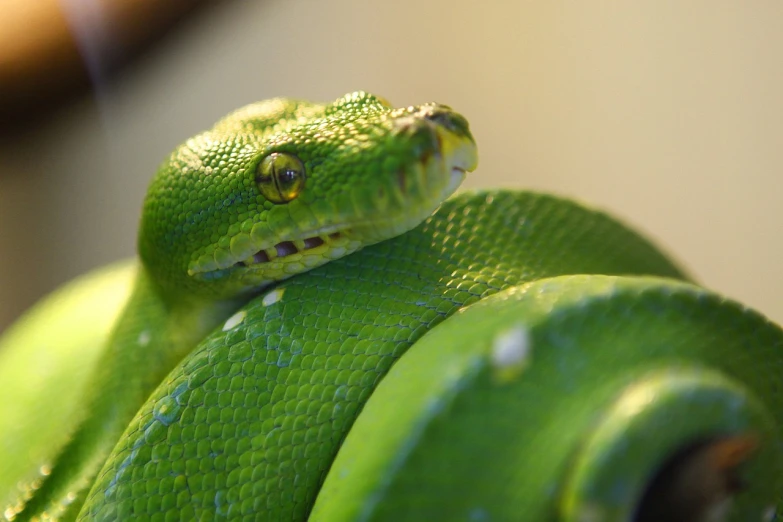 a close up of a green snake on a branch, a photo, coiled realistic serpents, photo of head, brilliantly colored, cut