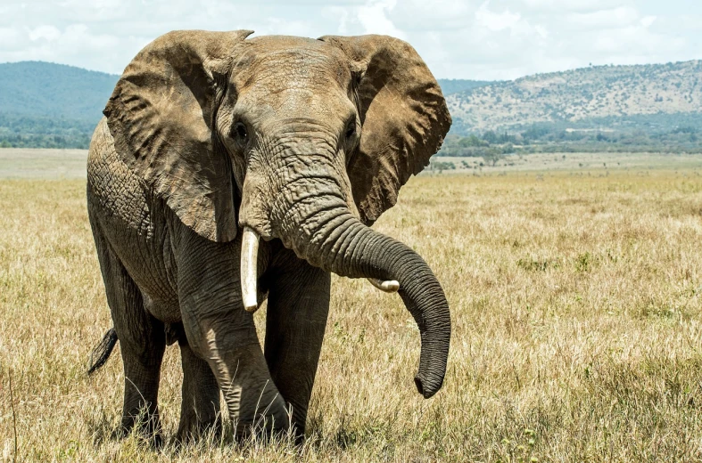 an elephant that is standing in the grass, a stock photo, by Matthias Weischer, shutterstock, very wide wide shot, stunning and rich detail, unmistakably kenyan, istockphoto