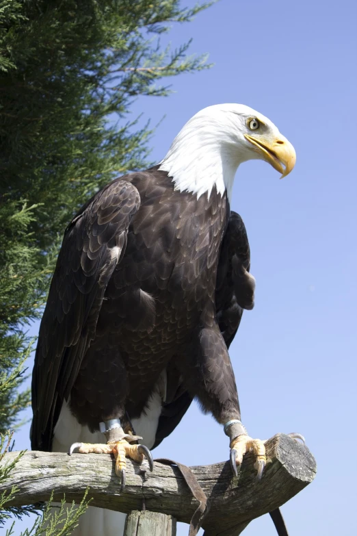 a bald eagle perched on a tree branch, 7 feet tall, closeup photo, outdoor photo, extremely detailed photo