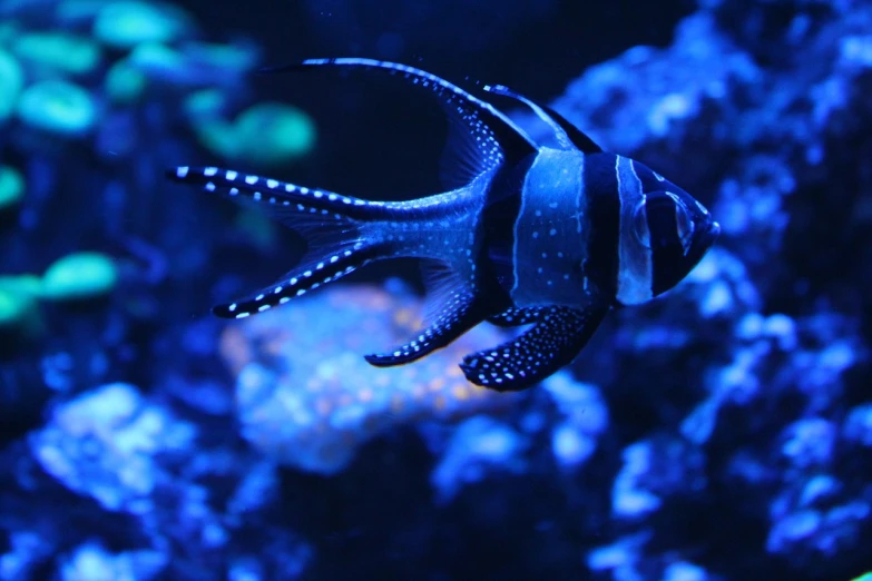 a close up of a fish in an aquarium, a picture, by Gwen Barnard, unsplash, hurufiyya, stern blue neon atmosphere, wallpaper mobile, blue and black color scheme)), trident