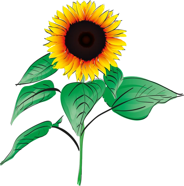 a sunflower with green leaves on a black background, an illustration of, sōsaku hanga, full color illustration, computer - generated, various posed, sun setting