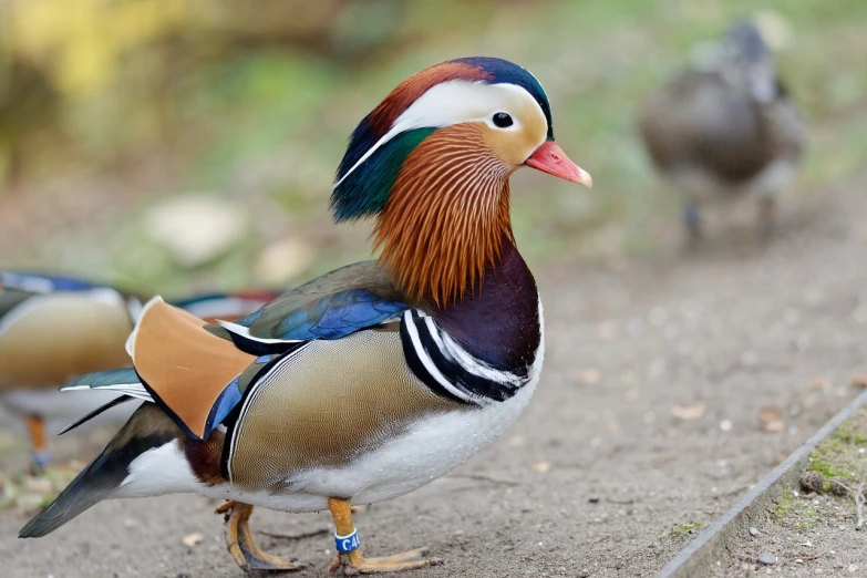 a couple of birds that are standing in the dirt, a portrait, inspired by Jacob Duck, shutterstock, baroque, donald duck in real life, jaw dropping beauty, beautiful man, subject= duck