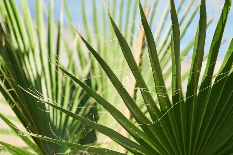a close up of a palm tree with a blue sky in the background, a stock photo, hurufiyya, lush green cactus, shot on sony a 7 iii, palm leaves on the beach, dynamic closeup