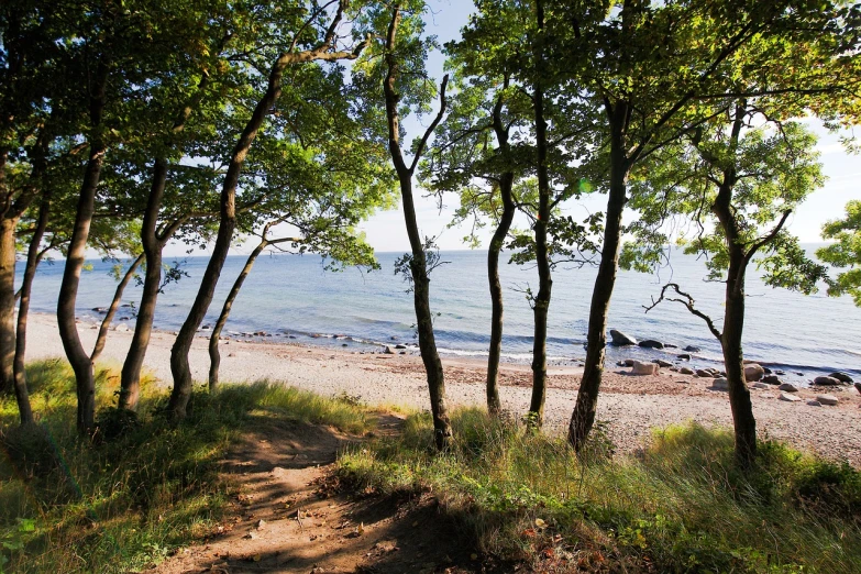 a view of a beach through some trees, inspired by S J "Lamorna" Birch, pexels, romanticism, on forest path, nordic summer, steps, holywood scene