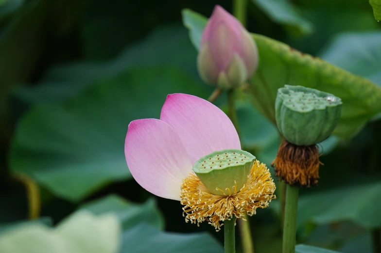 a close up of a flower with leaves in the background, a picture, by Hans Werner Schmidt, flickr, hurufiyya, lotus pond, male and female, loputyn and matcha, detailed wide shot