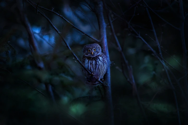 a small owl sitting on top of a tree branch, a picture, by Jesper Knudsen, unsplash contest winner, fine art, quiet forest night scene, cinematic morning light, ominous creature hiding detailed, professionally color graded