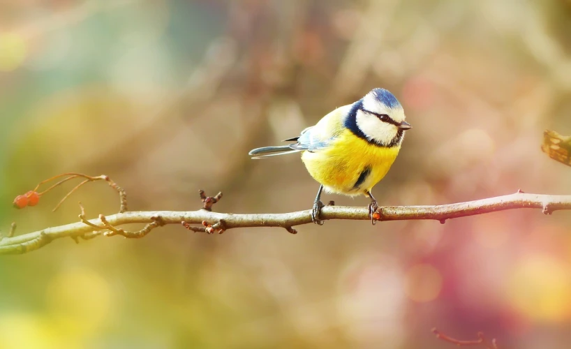 a small blue and yellow bird perched on a branch, a pastel, trending on pixabay, naturalism, 🦩🪐🐞👩🏻🦳, wallpaper!, twigs, avatar image