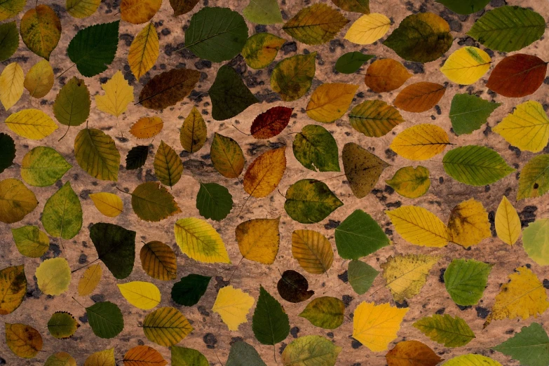 a bunch of leaves that are laying on the ground, a mosaic, full of colour 8-w 1024, high resolution, patterned background, flattened