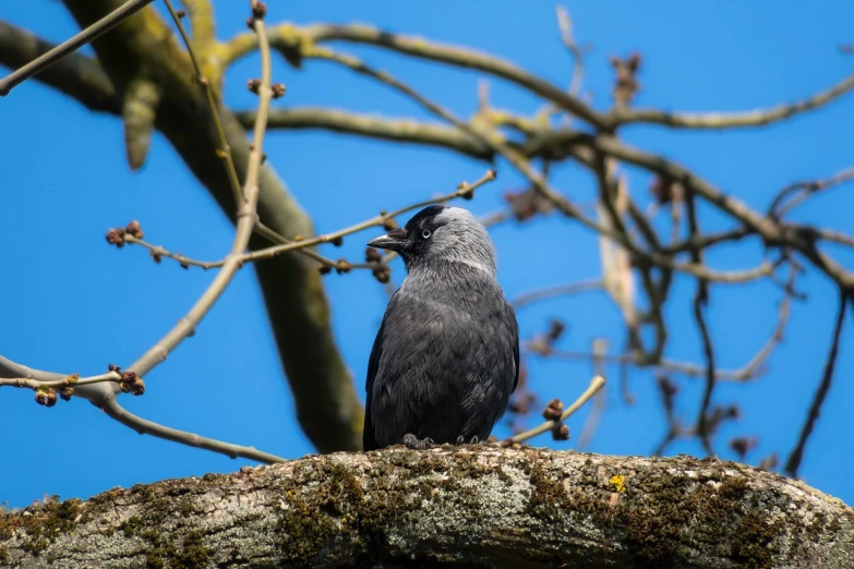 a bird sitting on top of a tree branch, a portrait, beautiful male drow, facing away from the camera, rounded beak, 2 4 mm iso 8 0 0