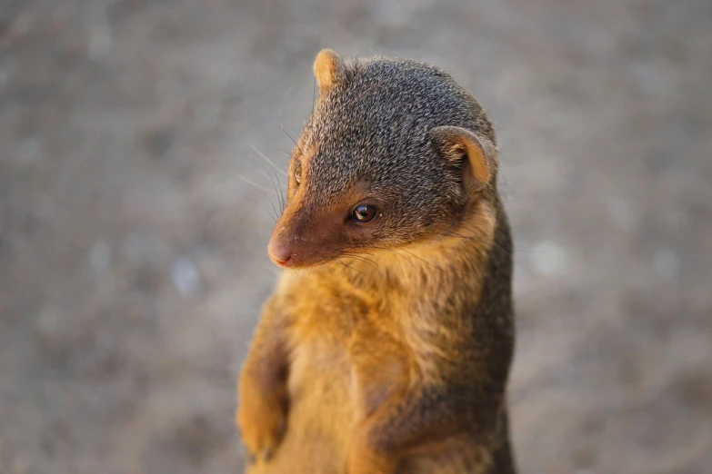 a small animal standing on its hind legs, a portrait, inspired by Marten Post, shutterstock, beautiful light big eyes, australian, closeup photo, cone