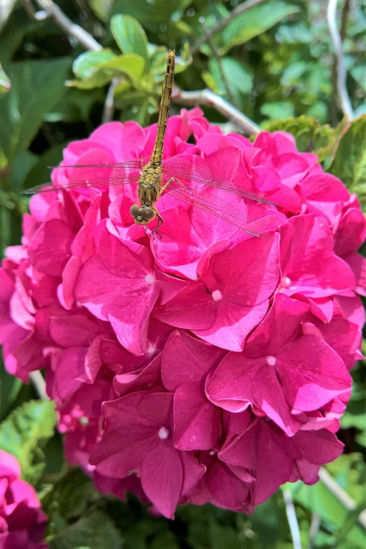 a dragonfly sitting on top of a pink flower, by Anna Haifisch, an isolated hydrangea plant, 2 0 2 2 photo