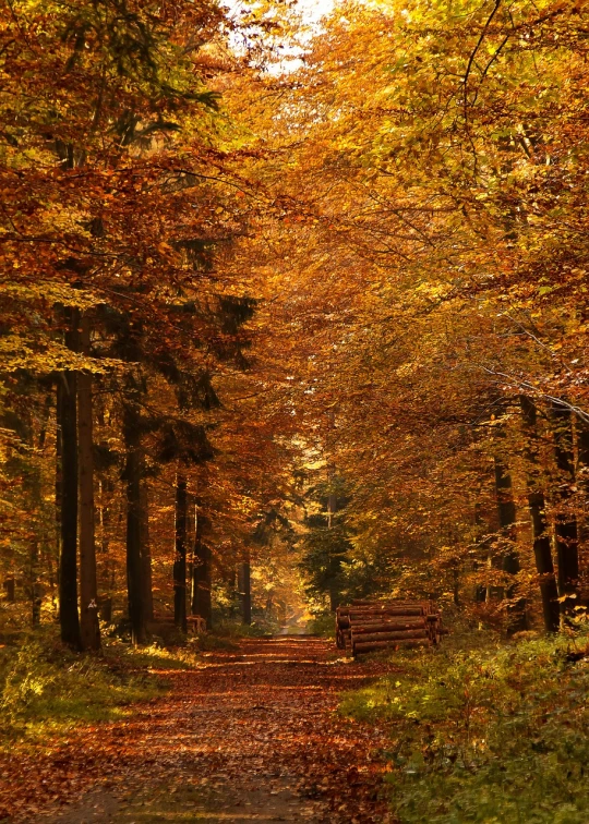 a wooden bench sitting in the middle of a forest, a photo, by Karl Pümpin, shutterstock, golden colors, lower saxony, trees with lots of leaves, road between tall trees