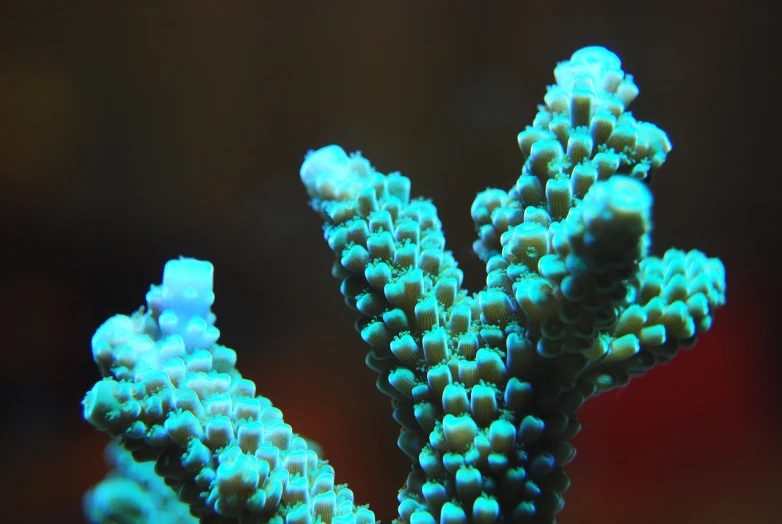 a close up of a plant with a blurry background, by Edward Corbett, flickr, romanticism, biomechanical corals, soft blue lighting, very sharp and detailed photo, super detailed picture