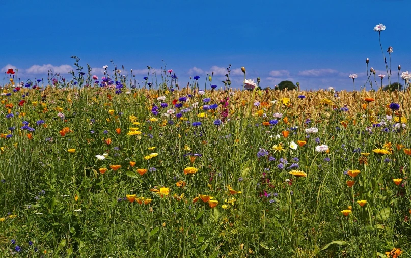 a field of wildflowers with a blue sky in the background, by Hans Schwarz, color field, wikimedia commons, cornwall, brilliantly coloured, edible flowers