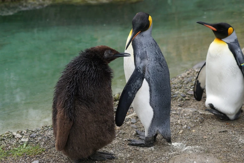 a couple of penguins standing next to each other, romanticism, royal family during an argument, vacation photo