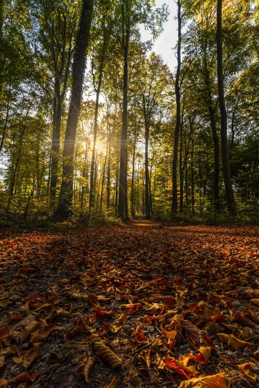 the sun shines through the trees in the woods, a picture, by Sebastian Spreng, shutterstock, autumn leaves on the ground, shot on canon eos r 5, !!beautiful!!, lower saxony