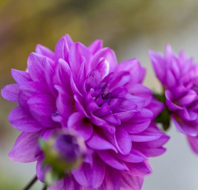 a close up of two purple flowers in a vase, a macro photograph, shutterstock, autum, dahlias, very beautiful photo, close-up product photo