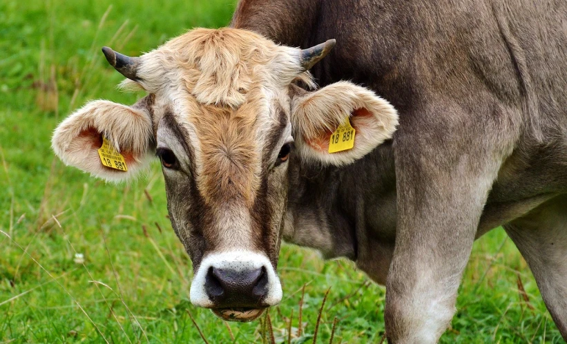 a brown cow standing on top of a lush green field, a picture, by Dietmar Damerau, pixabay, renaissance, markings on his face, square nose, closeup 4k, cow hoof feet