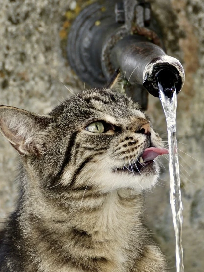a close up of a cat drinking water from a faucet, shutterstock, ffffound, water flowing through the sewer, getty images, digital image