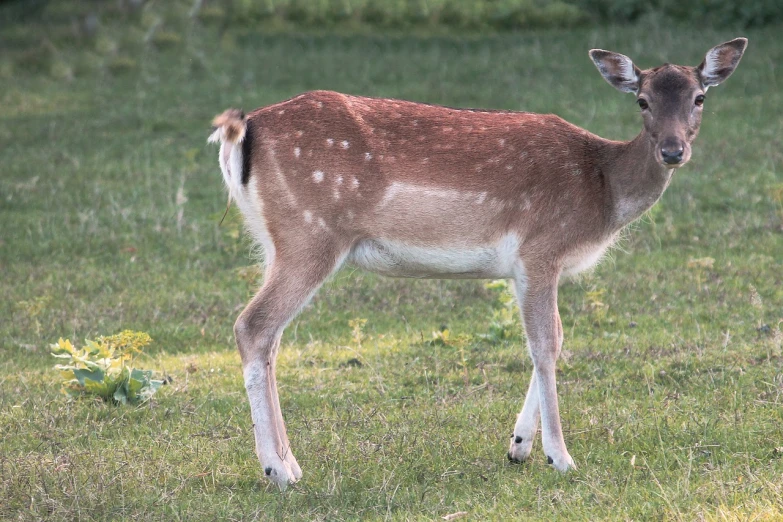 a deer that is standing in the grass, a picture, by Daniel Taylor, pixabay, figuration libre, knees upturned, young female, side view close up of a gaunt, injured