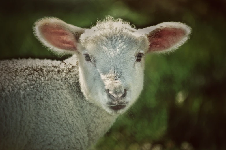 a close up of a sheep with a blurry background, by Edward Corbett, unsplash, little bo peep, post-processed, closeup of face, bunny