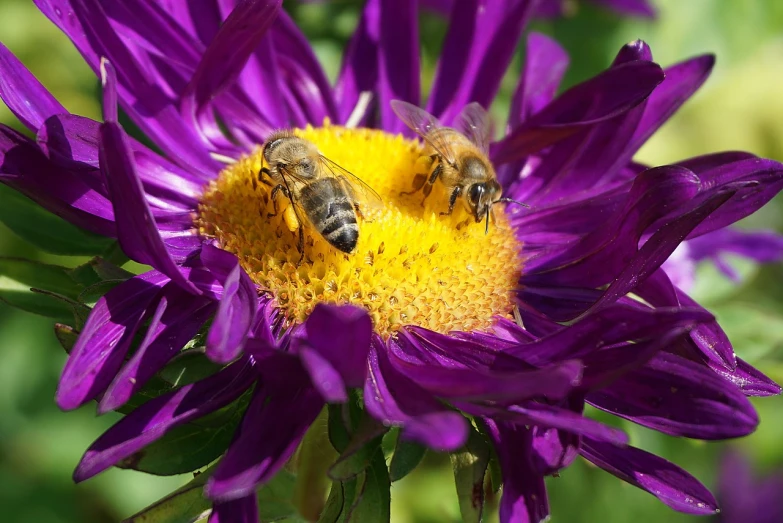 a couple of bees sitting on top of a purple flower, happening, purple and yellow, high res photo, [ closeup ]!!, ari aster