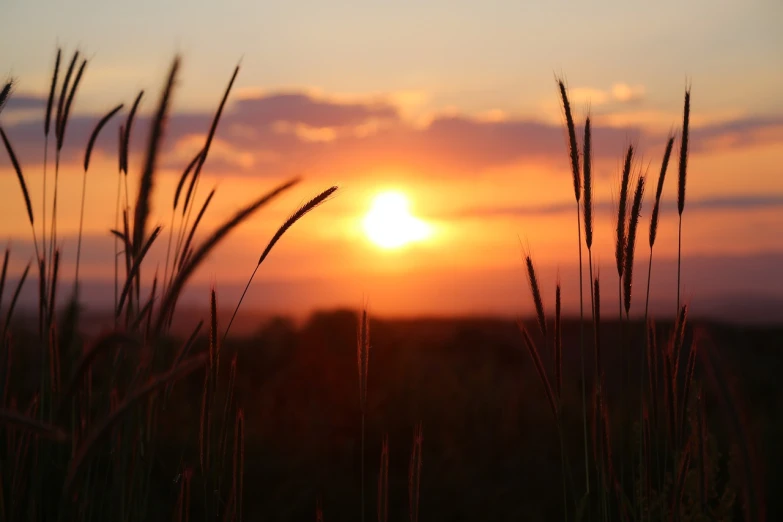 the sun is setting over a field of tall grass, a picture, by Thomas Häfner, pexels, romanticism, sunset!!!, summer night, sunset kanagawa prefecture, 7 0 mm photo