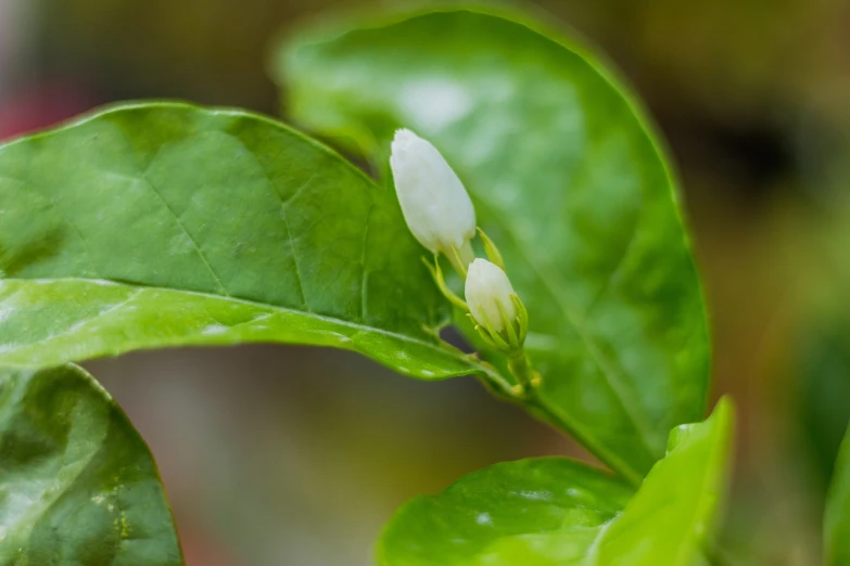 a small white flower sitting on top of a green leaf, hurufiyya, close-up product photo, jasmine, sprouting, mid shot photo