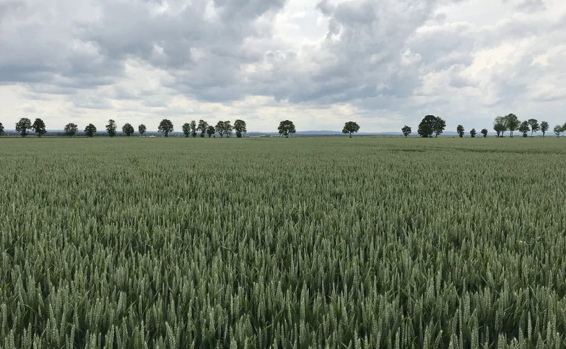 a field of green grass with trees in the distance, a portrait, by Karl Völker, color field, in a wheat field, overcast!!!, horizon forbideen west, tall corn in the foreground